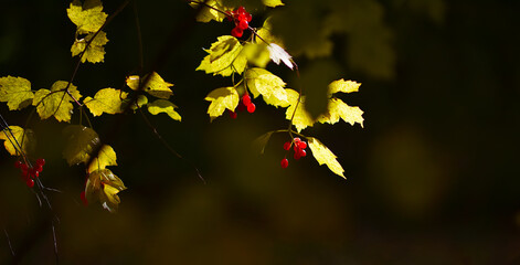 yellow autumn leaves red berries on the branches