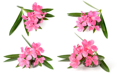 Oleander, Sweet Oleander, Rose Bay (Nerium oleander L.) plants, herbs have medicinal properties,...