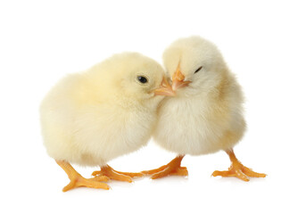 Obraz premium Cute fluffy baby chickens on white background. Farm animals