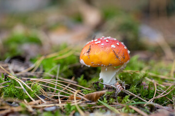 fly agaric mushroom in the forest
