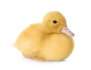 Cute fluffy gosling on white background. Farm animal