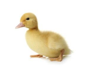 Cute fluffy gosling on white background. Farm animal