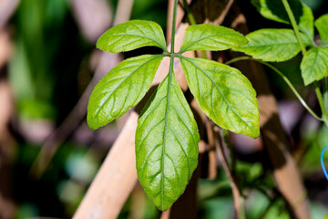Jiaogulan, Gynostemma, Miracle grass , Southern ginseng , 5-Leaf ginseng , Penta tea,green leaves have property medicine on nature  background.