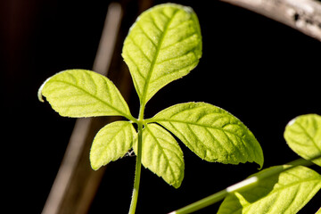 Jiaogulan, Gynostemma, Miracle grass , Southern ginseng , 5-Leaf ginseng , Penta tea,green leaves have property medicine on nature  background.