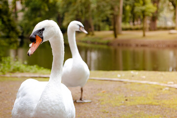 Swans next to a lake at sunset