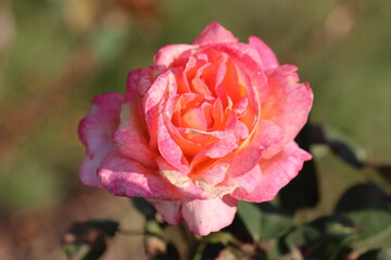pink rose in garden