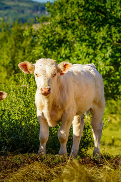 Animal ferme vache 447