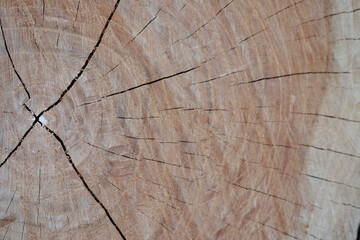 Fototapeta premium wood close up for background.