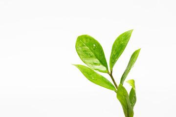 Green leaves with water droplets isolated on white background 