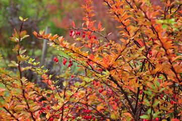 Berberis thunbergii in autumn