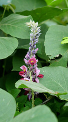 タイワンクズの花
