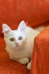 White cat on the sofa