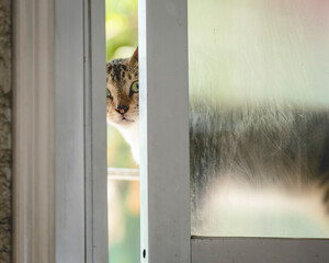 A cat peers through a slightly ajar sliding window, possibly attempting to sneak inside the house.