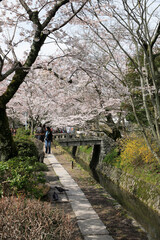 桜咲く哲学の道