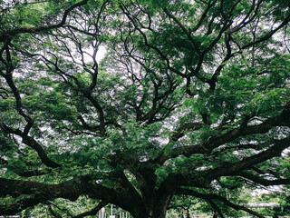 A Giant Rain Tree(Chamchuri Tree), Kanchanaburi,Thailand, Giant Monkey Pod Tree in Kanchanaburi