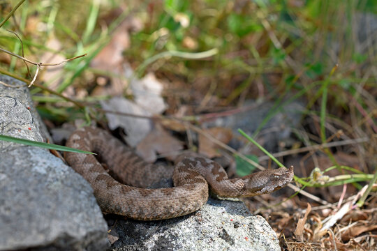 Europ&auml;ische Hornotter (Vipera ammodytes) - Thrakien, Griechenland / Nose-horned viper from Greece