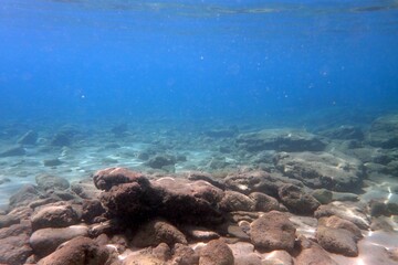 dive