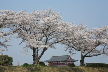 桜咲く平城京大極殿