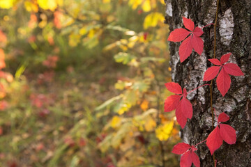 Naklejka na ściany i meble Beautiful autumn red Boston ivy leaves on birch tree close up. Fall background, texture with copyspace
