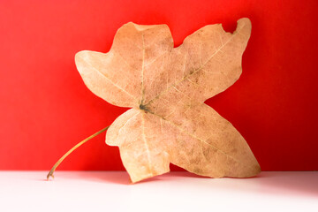 Maple leaf close-up on red background