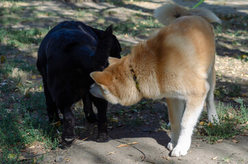 Japanese Akita Inu puppy meets an adult black Labrador in a dog park.