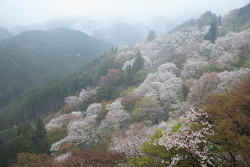 Fototapeta premium 吉野山の桜