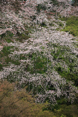 吉野山の桜