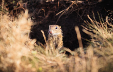 Ziesel im Böhmischen Mittelgebirge Rana, CZ Czech Republic