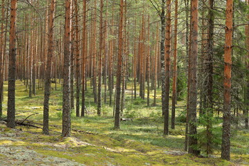 Obraz premium Pine forest in autumn. The sun shines through the trees