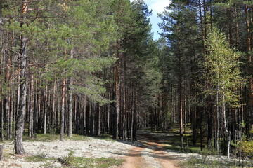 Pine forest in autumn. The sun shines through the trees