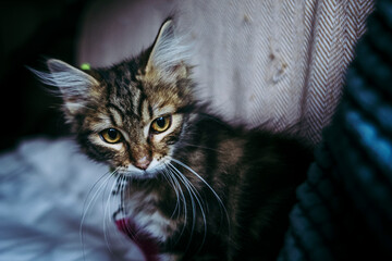 Portrait d'un adorable chaton angora tigré
