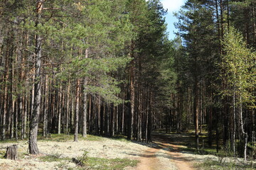 Pine forest in autumn. The sun shines through the trees