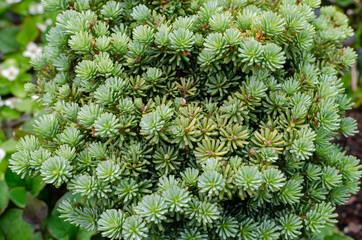 Dwarf Korean fir - Abies koreana 