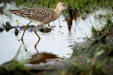 Sandpiper walk at coastline