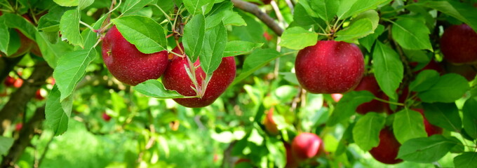 Apfelbaum mit roten Äpfeln, Apfelernte in Südtirol