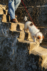 Man walking dog on the stone stairs in Lyme Regis, Dorset