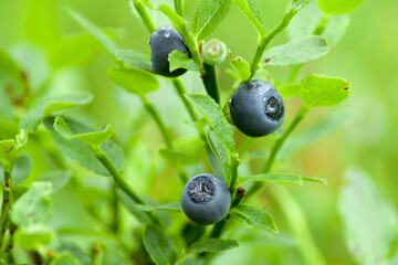 Ripe blueberries growing in an old and beautiful forest.

