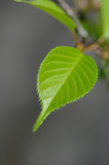 ソメイヨシノの若葉