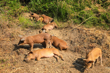Plakat Freilaufende Schweine in natürlicher Umgebung, Korsika Frankreich 
