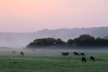 Farmland in Axe Valley, Devon on the misty morning