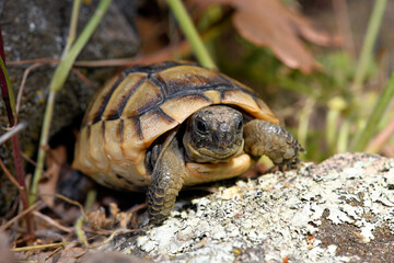 Spur-thighed tortoise, Greek tortoise / Maurische Landschildkröte (Testudo graeca) aus Thrakien, Griechenland (Jungtier) © bennytrapp