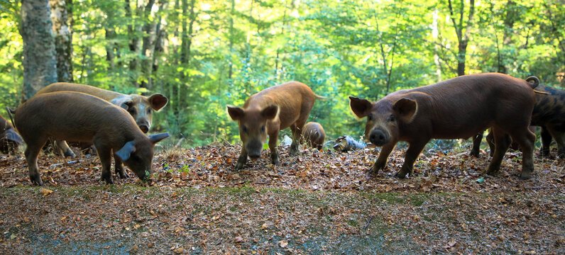 Freilaufende Schweine in nat&uuml;rlicher Umgebung, Korsika Frankreich 