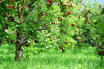 Apfelbaum mit roten Äpfeln, Apfelernte in Südtirol