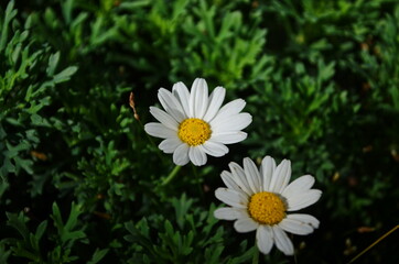 Fototapeta premium Chamomile flowers field wide background in sun light. Summer Daisies. Beautiful nature scene with blooming medical chamomilles.