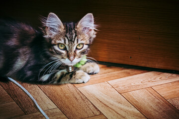 Portrait d'un adorable chaton angora tigré