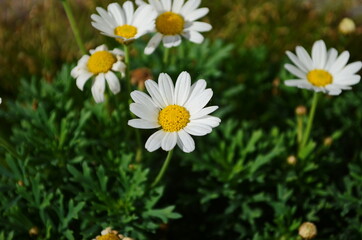 Chamomile flowers field wide background in sun light. Summer Daisies. Beautiful nature scene with blooming medical chamomilles.