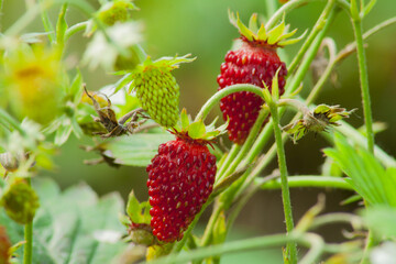 A red and ripe wild strawberry hanging on a green bush and waiting to be picked.
