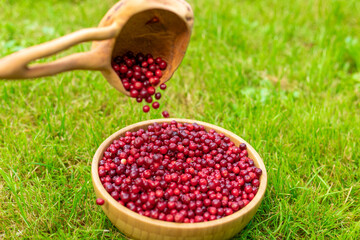 A cup full of red berries. Lingonberry scoop