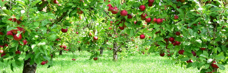 Apfelbaum mit roten Äpfeln, Apfelernte in Südtirol