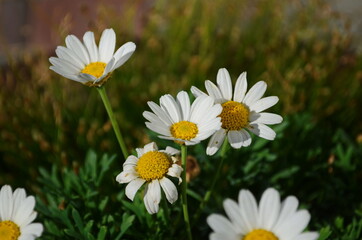 Fototapeta premium Chamomile flowers field wide background in sun light. Summer Daisies. Beautiful nature scene with blooming medical chamomilles.